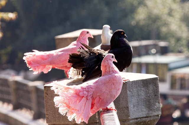 荷兰三剑客 荷兰三剑客