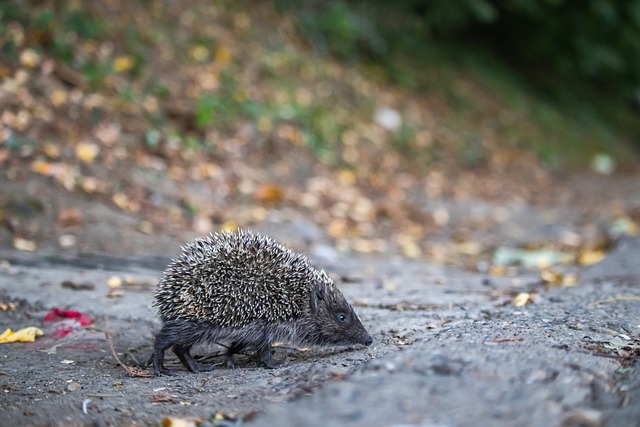 的自我突破 的自我突破
